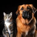 Bringing Your Furry Friends to the Festivities in Cobb County, Georgia: A Pet Owner's Guide